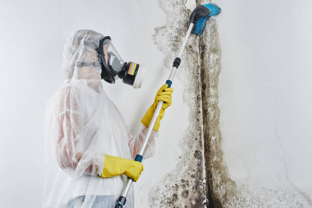 Best Mold Documentation for Insurance Claims  in Falls City, OR